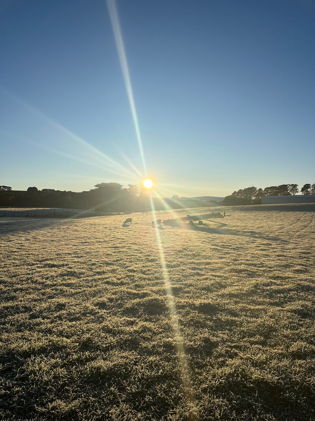 TAKING ORDERS for SEPTEMBER Grass Fed Mutton Side + 1/8 Beef Combo - Neerim, West Gippsland