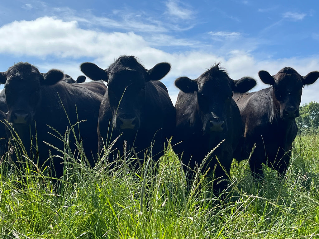 TAKING ORDERS for SEPTEMBER Grass Fed Mutton Side + 1/8 Beef Combo - Neerim, West Gippsland