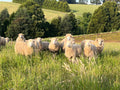 Grass Fed & Finished Lamb Side (10kg) - New Season - Neerim, West Gippsland